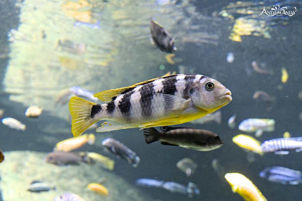 อควาเรีย ภูเก็ต (Aquaria Phuket)