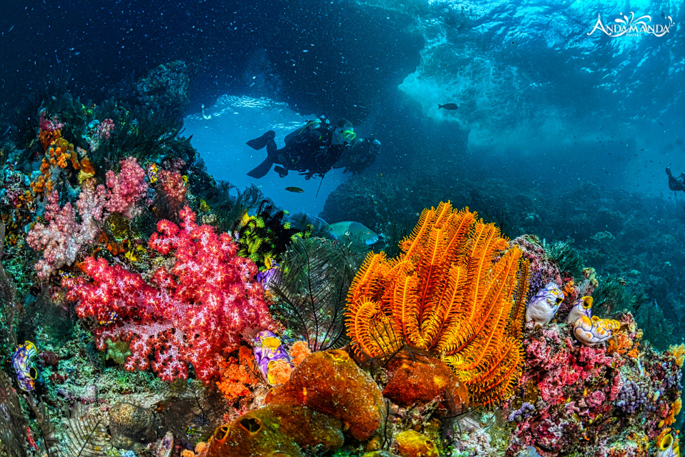 ดำน้ำตื้น ภูเก็ต