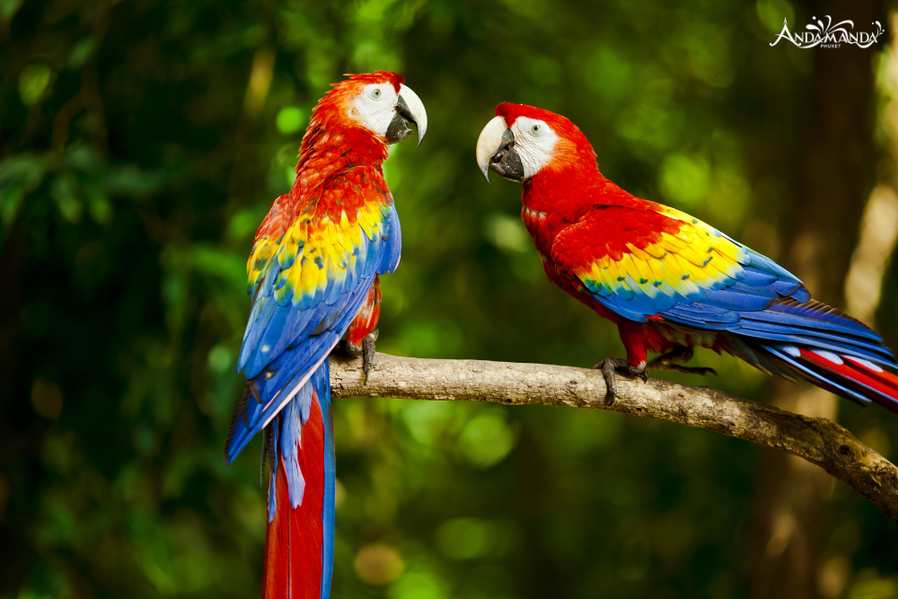 สวนนกภูเก็ต