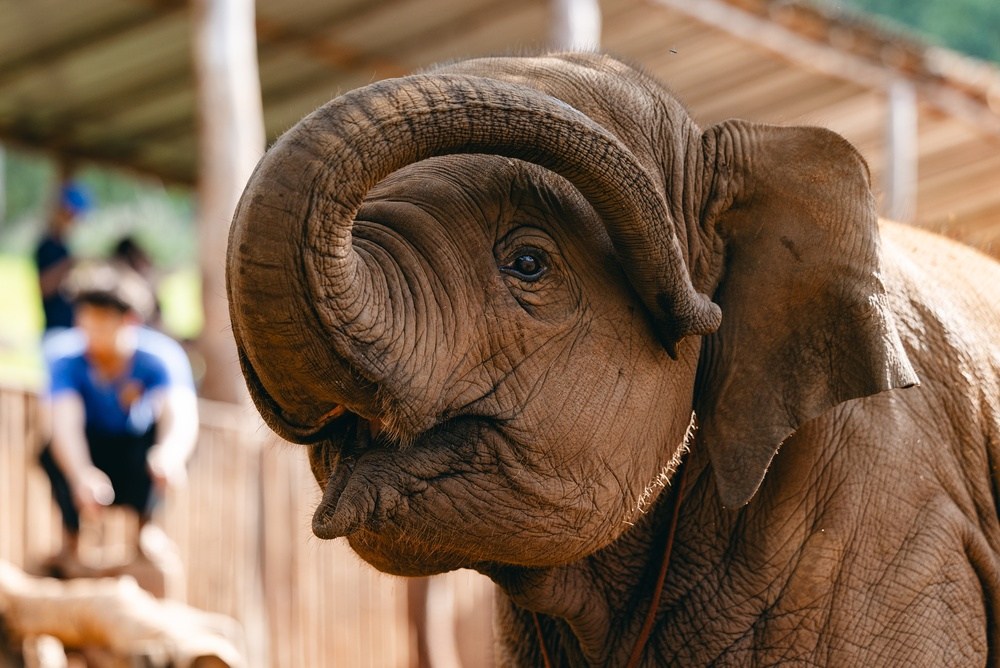 A close up shot of an elephant at a Phuket elephant sanctuary
