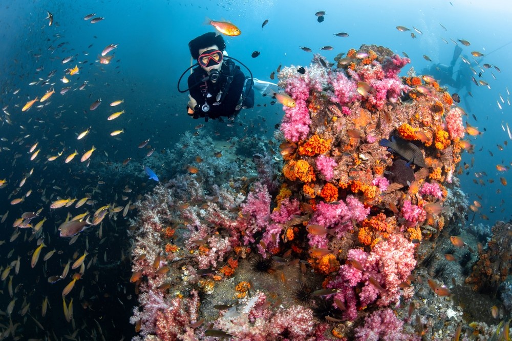 A scuba diver in a coral reef in Phuket