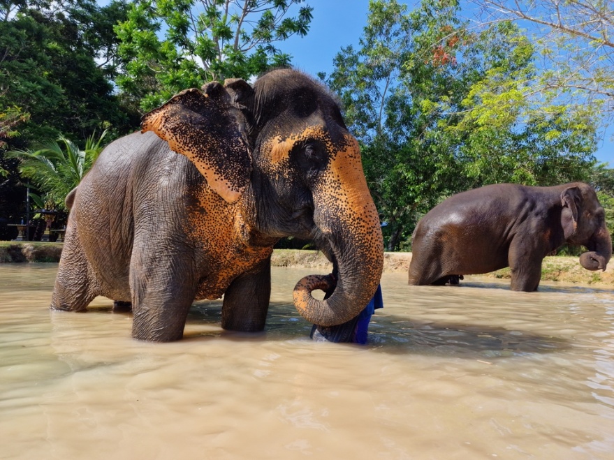 Elephants bathing at a Phuket elephant sanctuary