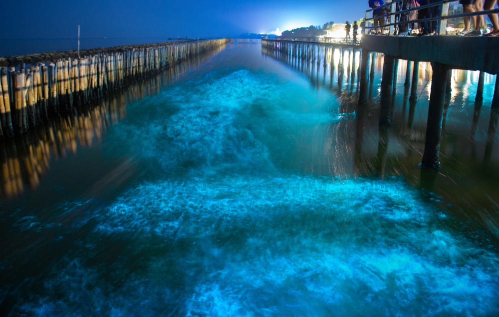 tourists watch bioluminescent plankton glow blue in a water around a pier