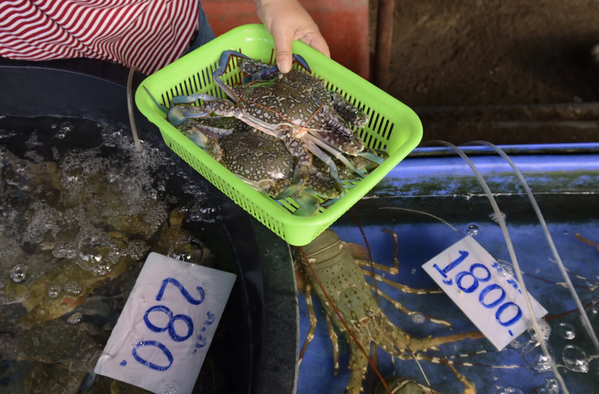 Explore Phuket’s Best Seafood Markets A fresh seafood market in Phuket